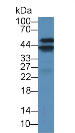 12684