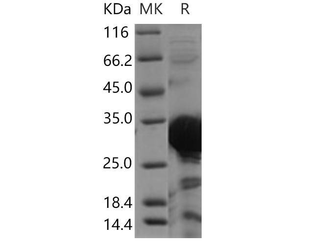 Валидация Elabscience PKSH030645(1528)