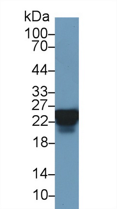 10304