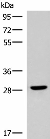 Валидация Elabscience E-AB-53368