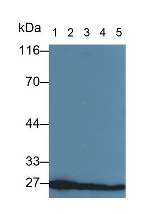 52591