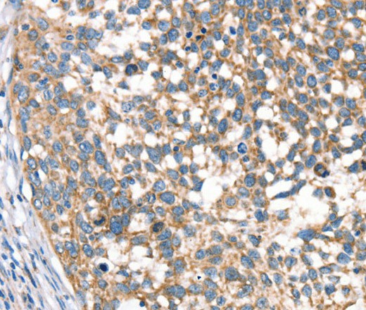 Валидация Elabscience E-AB-16382