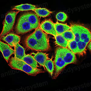 Валидация IF - AntibodySystem RHA07501 (8)
