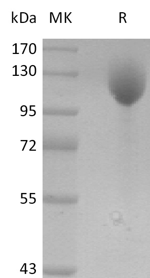 Валидация Elabscience PKSM041284(5180)