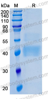 Валидация AntibodySystem AHB91601