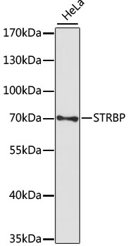 Валидация Elabscience E-AB-66446