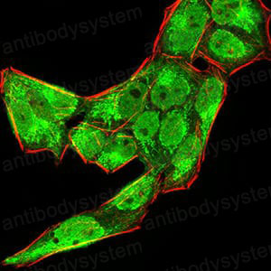 Валидация IF - AntibodySystem RHC94303