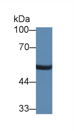 12801