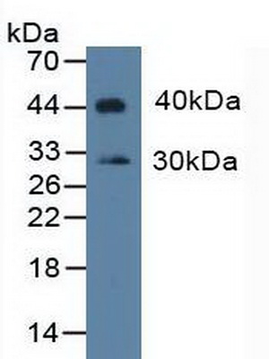 4932