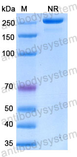 Валидация SDS-PAGE - AntibodySystem RHJ92901