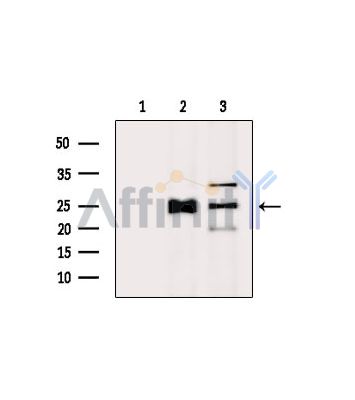 Валидация Affinity DF9470 - 22061