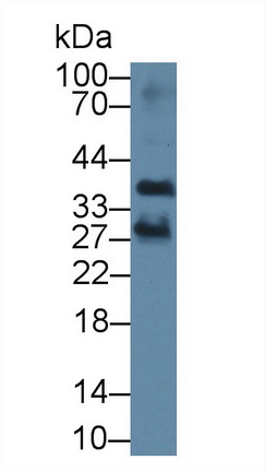 8877