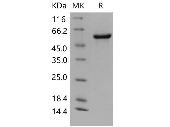 Валидация Elabscience PKSM040573(4560)