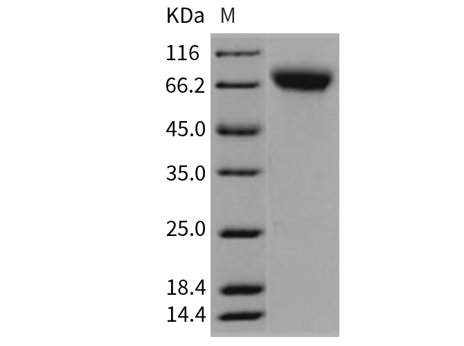 Валидация Elabscience PKSR030397(5734)