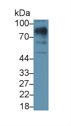 9651