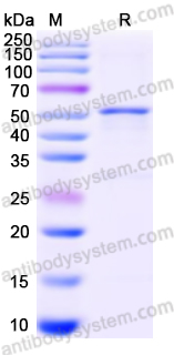 Валидация AntibodySystem YHH89301