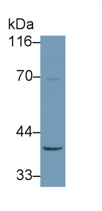39669