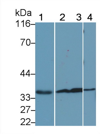 23058