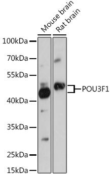 Валидация Elabscience E-AB-92154