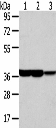 Валидация Elabscience E-AB-17133