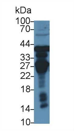 14902