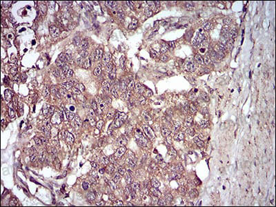 Валидация AntibodySystem RHN93901