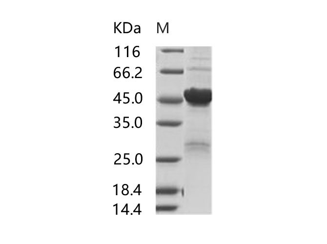 Валидация Elabscience PKSV030248(6014)