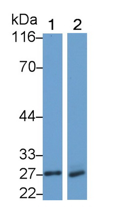 39067
