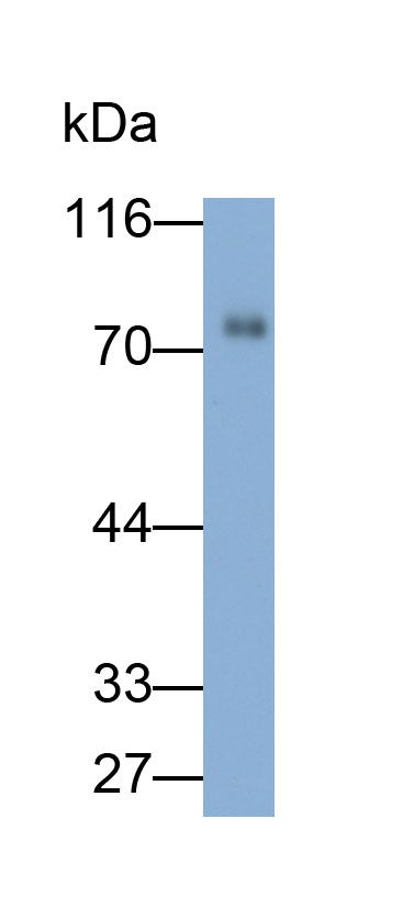 32056