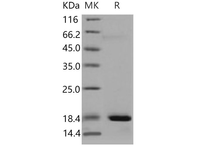 Валидация Elabscience PKSM040823(4787)