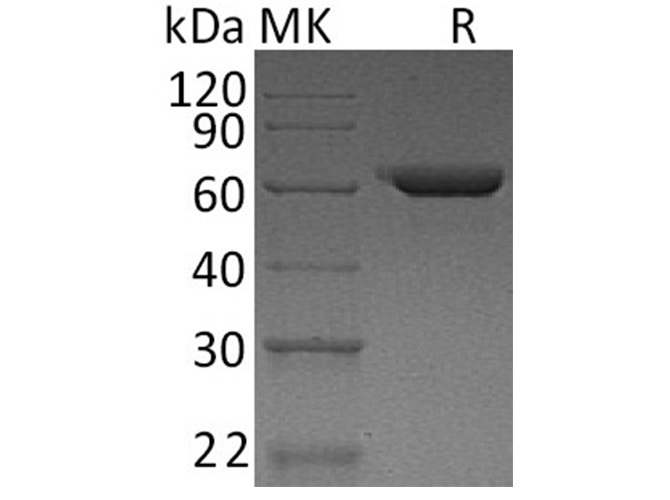 Валидация Elabscience PKSH032450(2922)