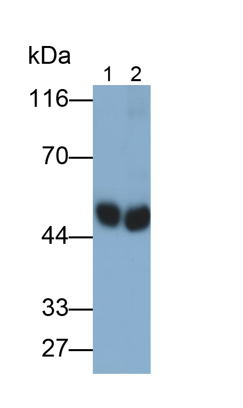 32584