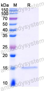Валидация SDS-PAGE - AntibodySystem RZZ02016
