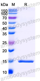 Валидация SDS-PAGE - AntibodySystem RHB89901