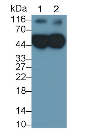 55254