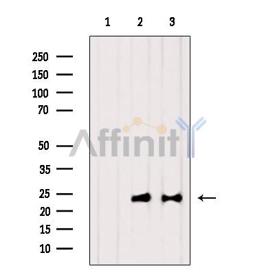 Валидация Affinity DF3700 - 14730