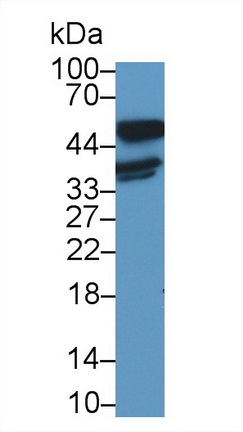 13075