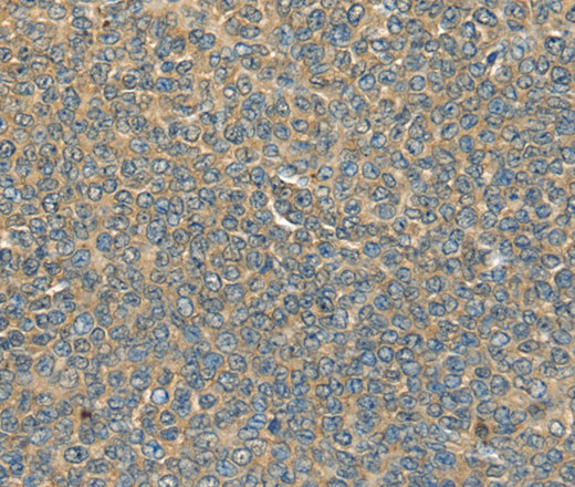 Валидация Elabscience E-AB-15380
