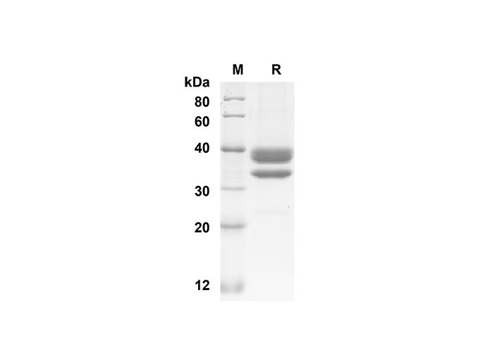 Валидация Elabscience PDMM100119(1089)