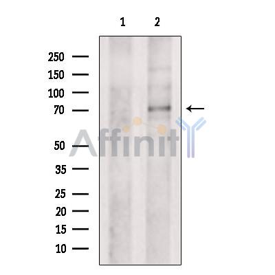Валидация Affinity DF8627 - 20566