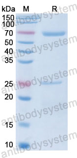 Валидация SDS-PAGE - AntibodySystem FHJ93230