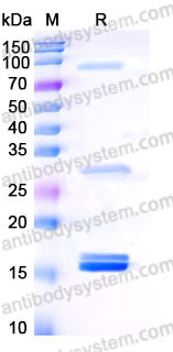 YHB84702, SDS-PAGE