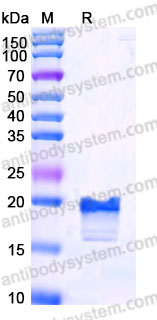 YHB83901, SDS-PAGE
