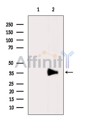 Валидация Affinity DF14125 - 9924