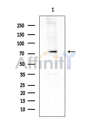 Валидация Affinity DF4427 - 15930