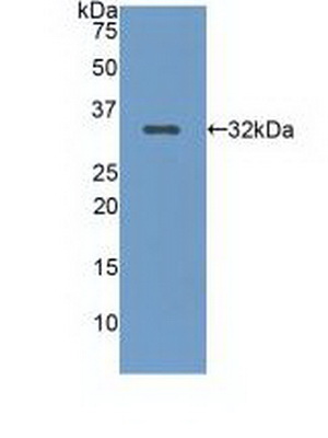 50773