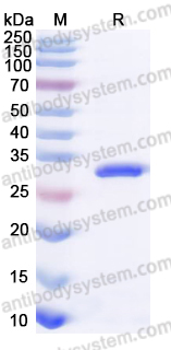 YHF64302, SDS-PAGE