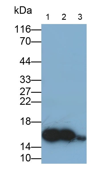32585