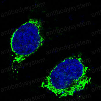 Валидация IF - AntibodySystem RHA69701
