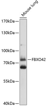 Валидация Elabscience E-AB-93127